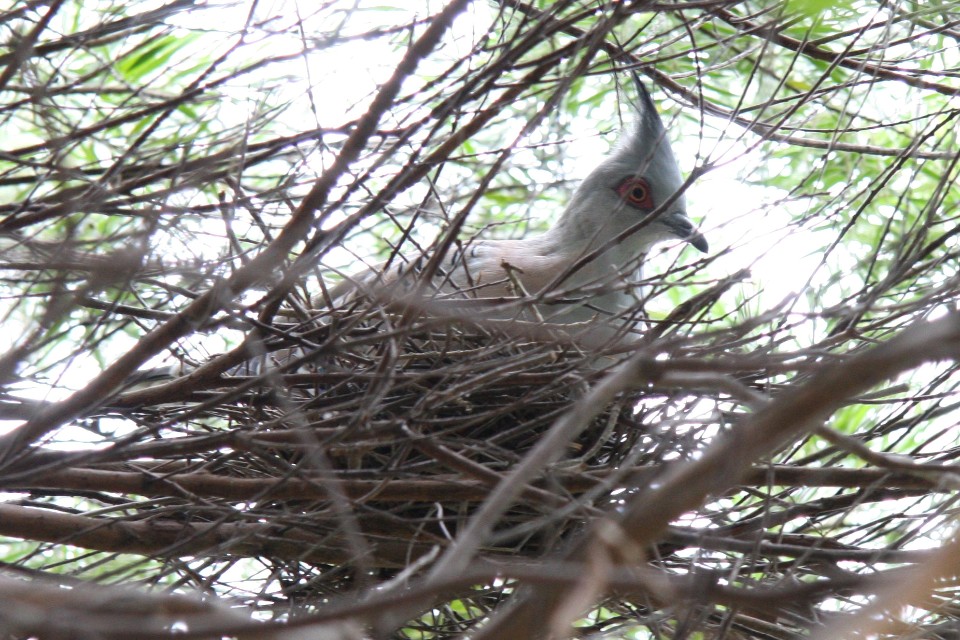 Crested Pigeon (Ocyphaps lophotes)